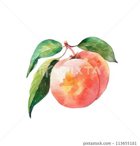 A delicate watercolor of a ripe peach A delicate watercolor of a ripe peach 113655181