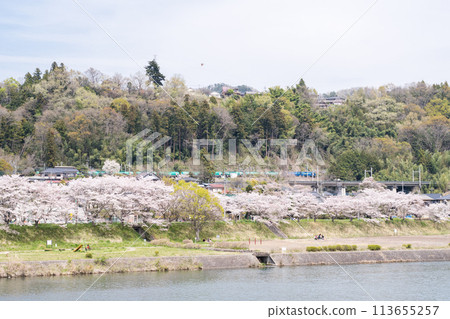 [中央本線] 穿過桂川沿岸櫻花樹的貨運列車 113655257