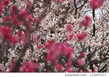 梅花盛開 梅花盛開 113655271