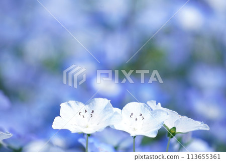 喜林草 113655361