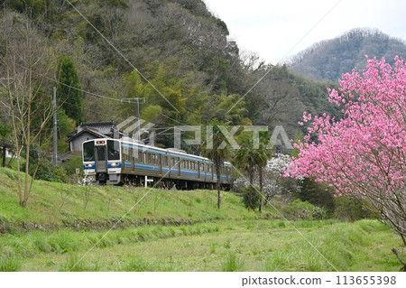 Hakubi Line 213 series train speeding through the peach-growing village Hakubi Line 213 series train speeding through the peach-growing village 113655398