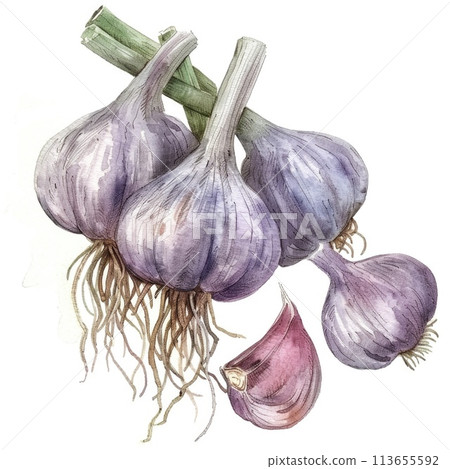 An exquisite watercolor composition of garlic bulbs with delicate shading An exquisite watercolor composition of garlic bulbs with delicate shading 113655592