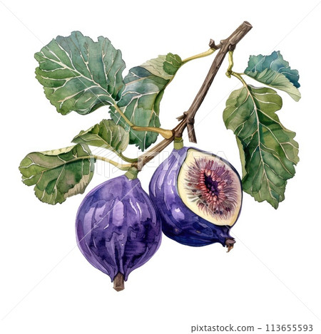 A sumptuous watercolor still life of figs, whole and halves A sumptuous watercolor still life of figs, whole and halves 113655593