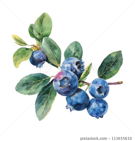 A realistic watercolor depiction of a blueberry branch A realistic watercolor depiction of a blueberry branch 113655610