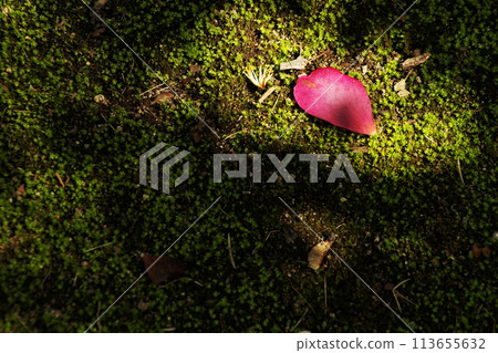 Sasanqua花 113655632