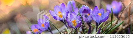 Vibrant Crocus Flowers Bloom in Warm Spring Light 113655635