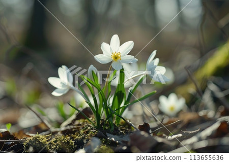 Serene White Forest Flowers Blooming in Sunlit Woods 113655636