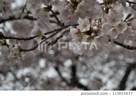 Sakura flower 113655637