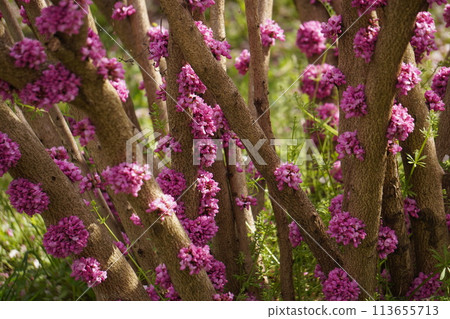 Bright Redbud Bright Redbud 113655713