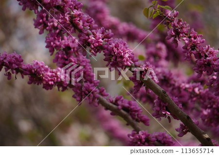 Bright Redbud Bright Redbud 113655714