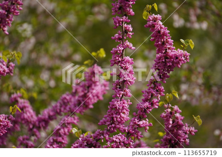 Bright Redbud Bright Redbud 113655719