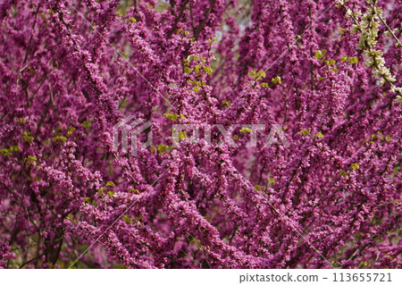 Bright Redbud Bright Redbud 113655721
