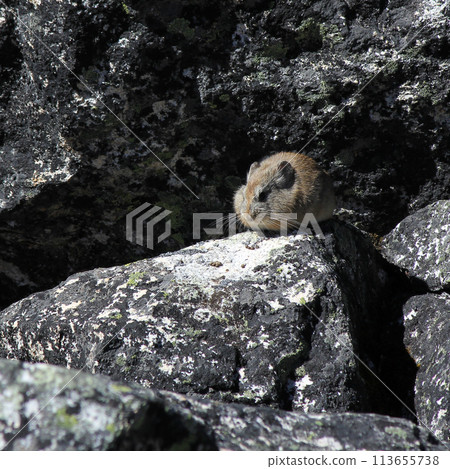Himalayan Pika photographed in the Gokyo Valley, Nepal. 113655738