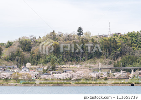 [Chuo Line] A local train passing through the cherry blossom trees along the Katsura River 113655739