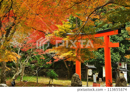 Hiyoshi Taisha的秋葉 113655874