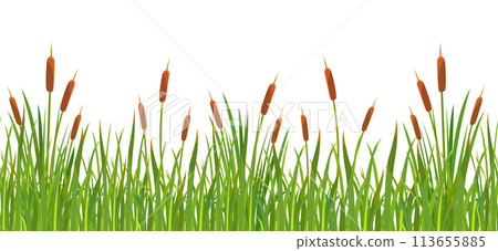 Seamless border with grass and cattails. Swamp grass with reeds. A strip of wild vegetation 113655885