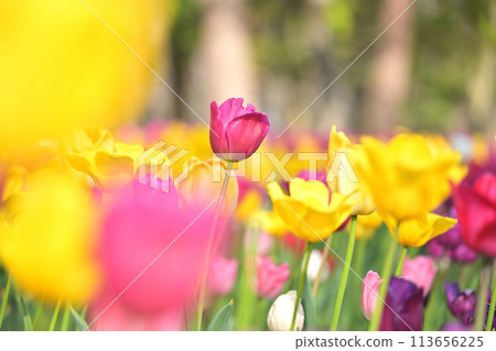  Colorful tulips 113656225