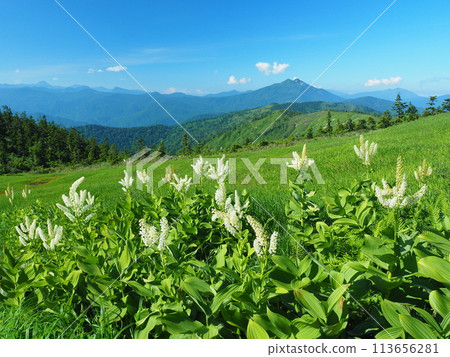 Aizu-Komagatake's lily of the valley and Mt. Hiuchigatake Aizu-Komagatake's lily of the valley and Mt. Hiuchigatake 113656281