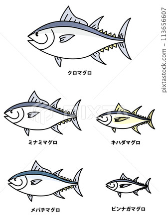 鮪魚種類的插圖 鮪魚種類的插圖 113656607