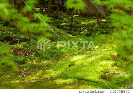 青苔覆蓋的花園,秋葉藍色,陽光透過樹林照耀 青苔覆蓋的花園,秋葉藍色,陽光透過樹林照耀 113656802