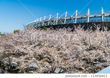 東京味之素體育場，櫻花盛開 113656821