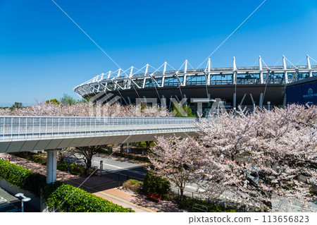 東京味之素體育場，櫻花盛開 113656823