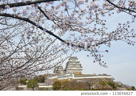 世界遺產姬路城櫻花盛開的春景 世界遺產姬路城櫻花盛開的春景 113656827
