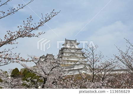 世界遺產姬路城櫻花盛開的春景 世界遺產姬路城櫻花盛開的春景 113656829