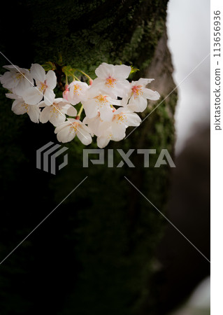 Cherry blossom from the trunk Cherry blossom from the trunk 113656936