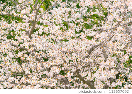 Cherry blossoms in full bloom Cherry blossoms in full bloom 113657092