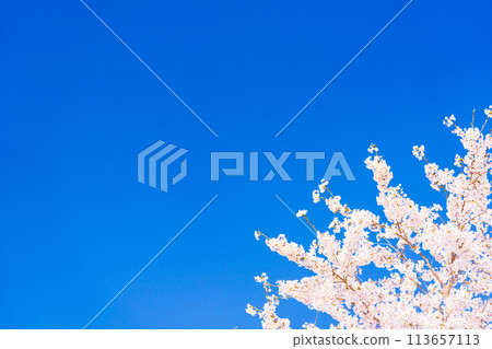 櫻花開花圖染井吉野 櫻花開花圖染井吉野 113657113