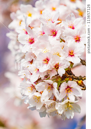 Cherry blossoms blooming image Somei Yoshino 113657126