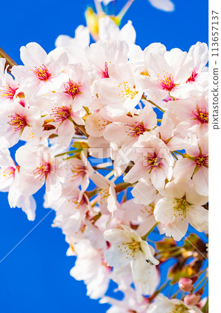 櫻花開花圖染井吉野 113657137