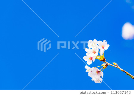 Cherry blossoms blooming image Somei Yoshino 113657143