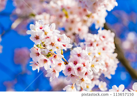 Cherry blossoms blooming image Somei Yoshino 113657150