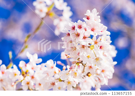 Cherry blossoms blooming image Somei Yoshino 113657155