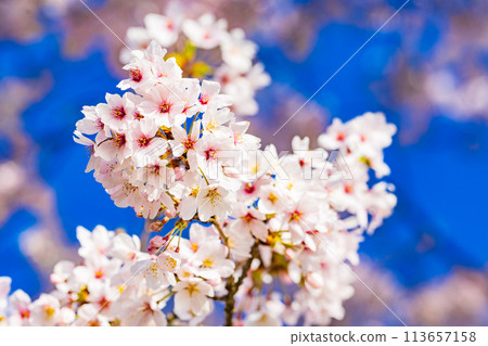 Cherry blossoms blooming image Somei Yoshino Cherry blossoms blooming image Somei Yoshino 113657158