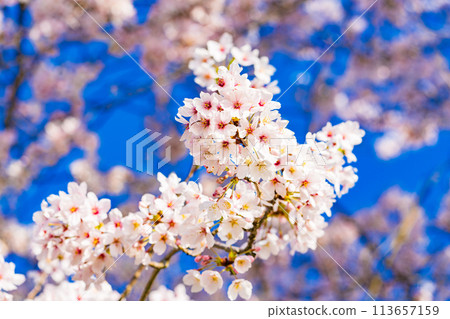Cherry blossoms blooming image Somei Yoshino Cherry blossoms blooming image Somei Yoshino 113657159