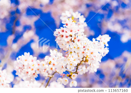 Cherry blossoms blooming image Somei Yoshino Cherry blossoms blooming image Somei Yoshino 113657160