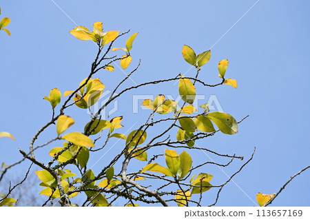 Magnoliaceae (Magnoliaceae) leaves Magnoliaceae (Magnoliaceae) leaves 113657169