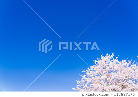 櫻花開花圖染井吉野 櫻花開花圖染井吉野 113657176