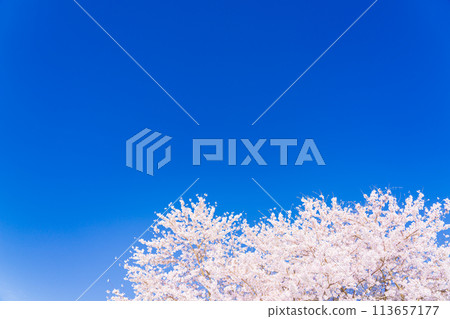 Cherry blossoms blooming image Somei Yoshino Cherry blossoms blooming image Somei Yoshino 113657177