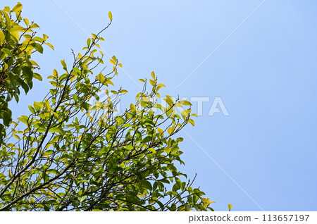 Magnoliaceae (Magnoliaceae) leaves 113657197