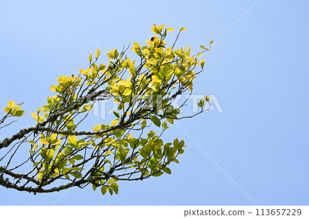 Magnoliaceae (Magnoliaceae) leaves 113657229