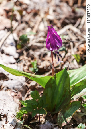秋田縣白卷濕地早春的 Catacryno 花 秋田縣白卷濕地早春的 Catacryno 花 113657300