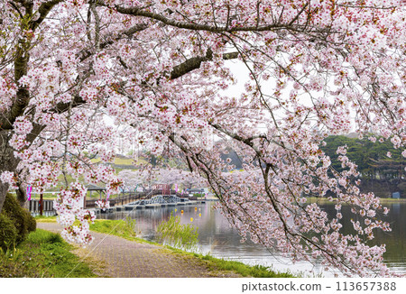 登米市平津沼櫻花 113657388