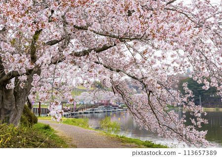 登米市平津沼櫻花 登米市平津沼櫻花 113657389