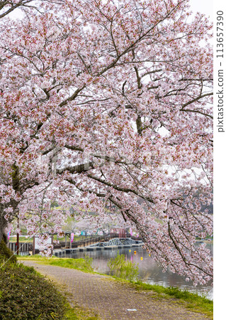 登米市平津沼櫻花 113657390