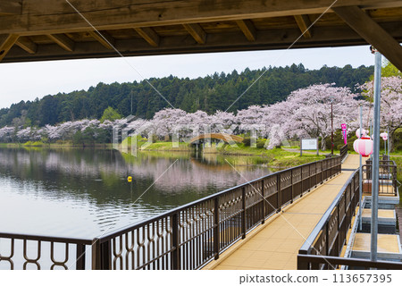 Cherry blossoms at Hiratsutsu Numa, Tome City 113657395
