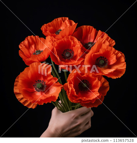 Person holding bunch of vibrant red poppies on dark background. Respect and remembrance concept 113657528